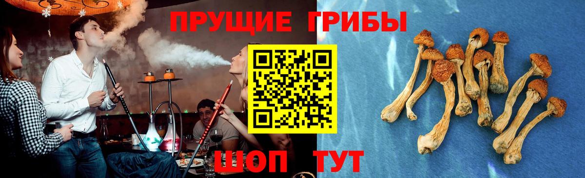 Фрязино  Псилоцибиновые грибы прущие грибы  Псилоцибиновые грибы GOLDEN TEACHER  Вход с VPN 